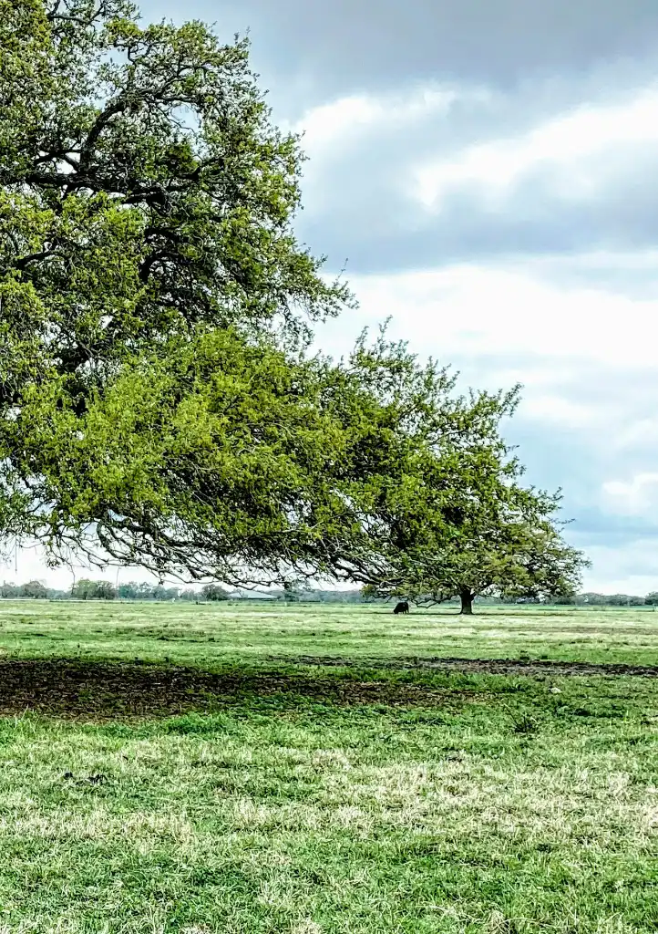 Transition Management: van vision naar engage, act en evaluate