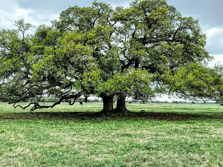 A tree in the forest, the image for the annual CSO Executive programme