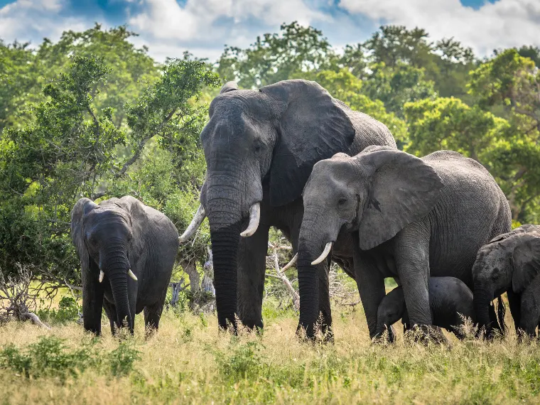 Elephants in their natural habitat, the image for the annual CSO Manager programme